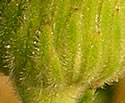 [photo of bracts]