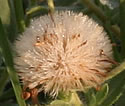 [photo of fruit]