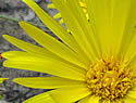 [photo of flowers]