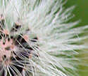 [photo of fruit]