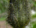 [photo of bracts (phyllaries), hairy stem with 2 flowers and red stripe on rays]