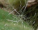 [photo of leaves]
