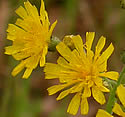[photo of flowers]