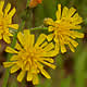 [photo of Glaucus Hawkweed]