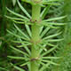 [photo of Mare's Tail]