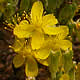 [photo of Beach Heather]