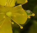 [photo of flowers]