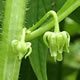 [photo of Eastern Green Violet]