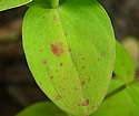 [photo of leaves]