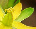 [photo of flower]