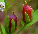 [photo of developing fruit]