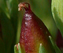 [photo of fruit]