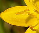 [photo of flower]