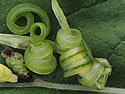[photo of fruit]