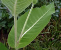 [photo of stem leaves]