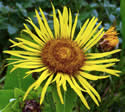 [photo of flowers]