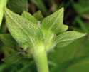 [photo of bracts]