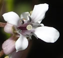 [photo of flowers]