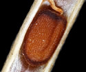 [photo of seeds]
