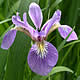[photo of Harlequin Blueflag]