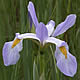 [photo of Southern Blueflag]