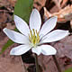 [photo of Twinleaf]
