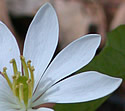 [photo of flower]