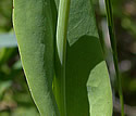 [photo of stem leaf]