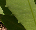 [photo of basal leaves]