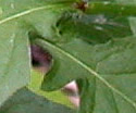 [photo of leaves]