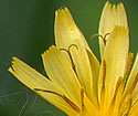 [photo of flowers]