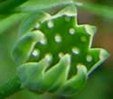 [photo of developing fruit]