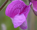 [photo of flowers]