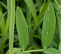 [photo of leaves]