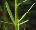[photo of leaves]