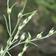 [photo of Narrow-leaved Pinweed]