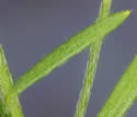 [photo of leaves]