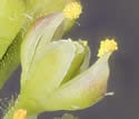 [close-up of flowers]