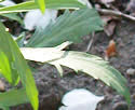 [photo of lower leaves]