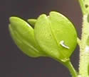 [photo of fruit]
