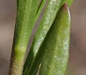 [photo of upper leaves]
