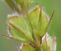 [photo of fruit]