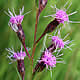 [photo of Cylindric Blazing Star]
