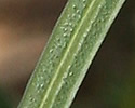 [photo of leaves]