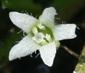 [photo of flowers]
