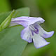 [photo of False Pimpernel]