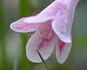 [photo of flowers]
