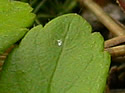 [photo of leaves]