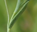 [photo of leaves]