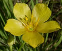 [photo of flower]